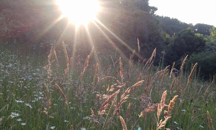 Meadow at Veddw